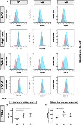 Canine polarized macrophages express distinct functional and transcriptomic profiles